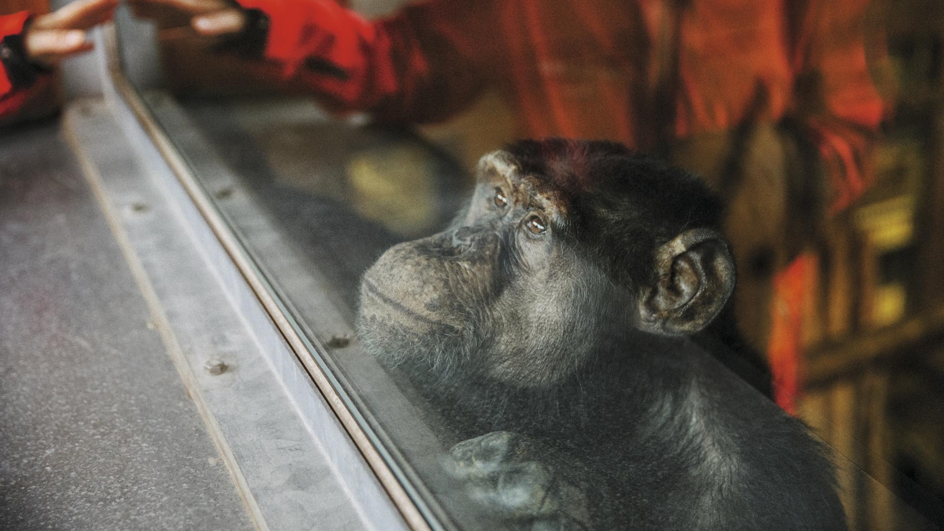 Los chimpancés 'indultados': como superar el trauma del laboratorio en un paraíso para animales